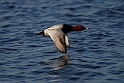 Pochard male in flight - J
